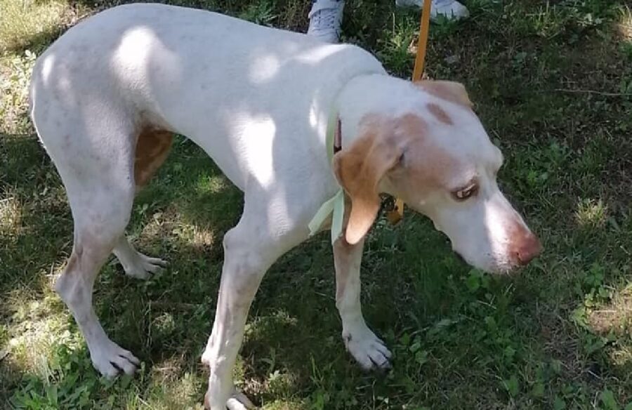 cagnolina pointer cammina nel bosco