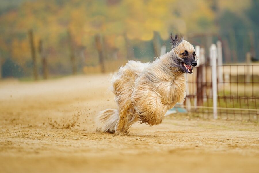 levriero afgano che corre