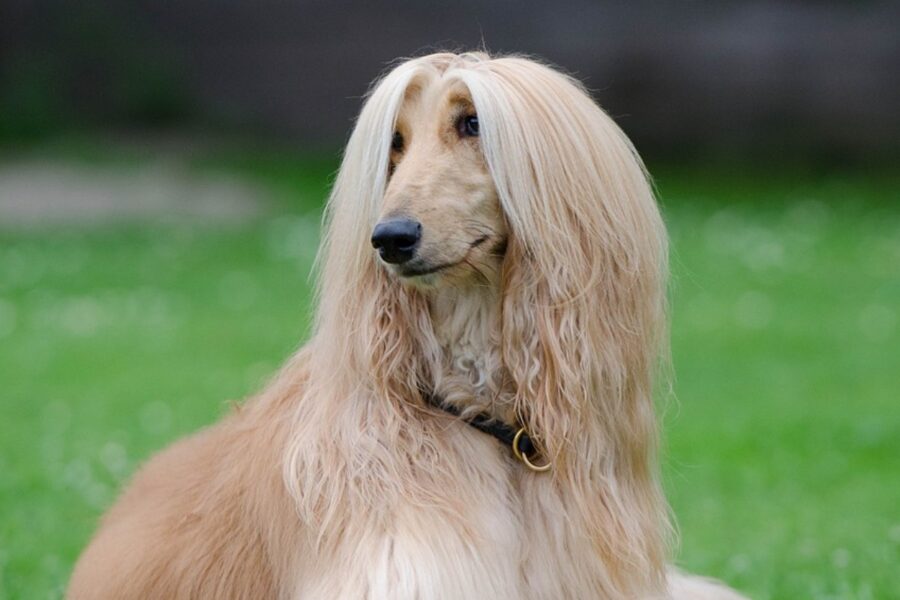 cane con il pelo molto lungo