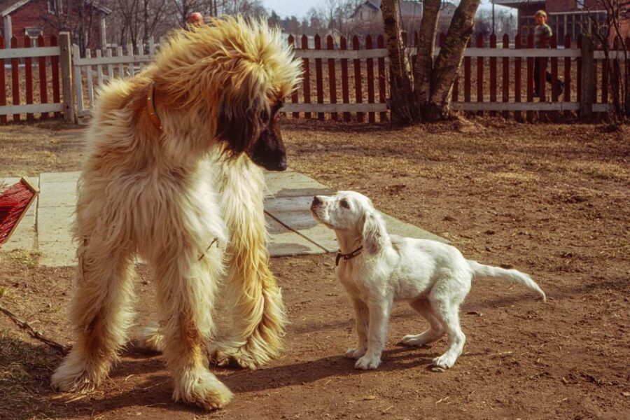 cane grande con un cucciolo