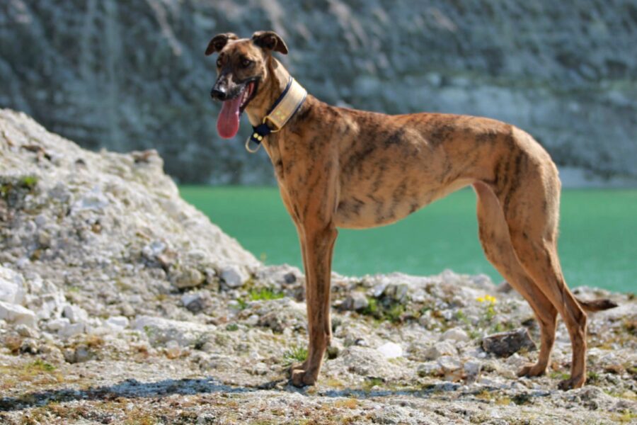 cane vicino all'acqua