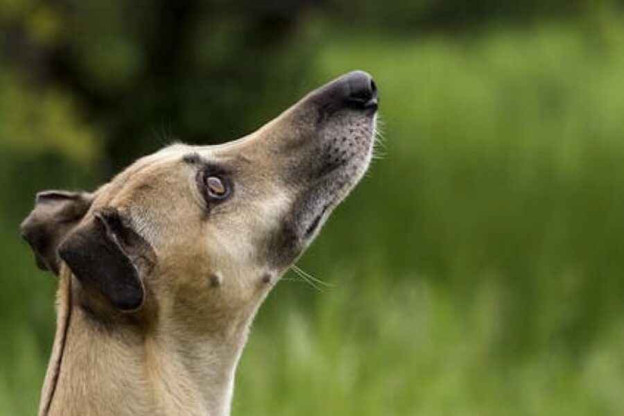 cane con la testa all'insù