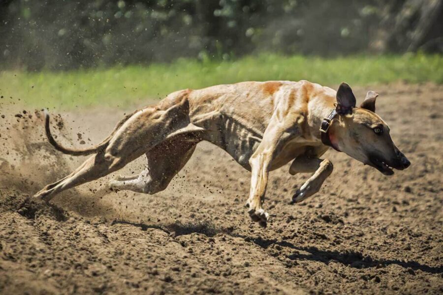 cane che corre veloce