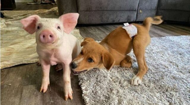 Cucciolo di cane ha un migliore amico davvero particolare