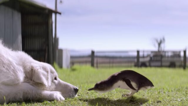 Oddball il cucciolo di Pastore Maremmano che ha salvato una colonia di pinguini (VIDEO)
