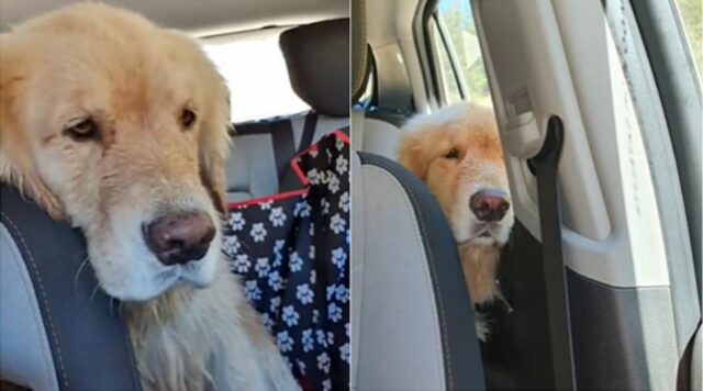 Cucciolo di cane tristissimo per la fine della passeggiata