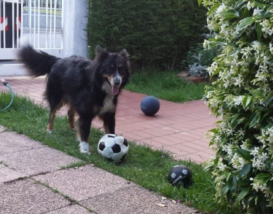 cane baloo gioca con la palla