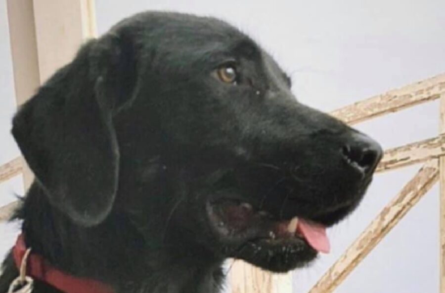 cane nero viso simil labrador