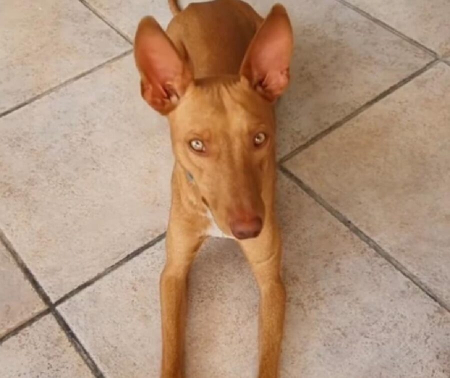 cane pupetto cirneco dell'etna