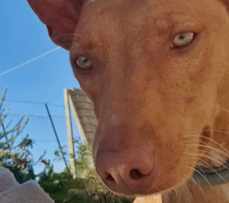 pupetto cucciolo cirneco dell'etna