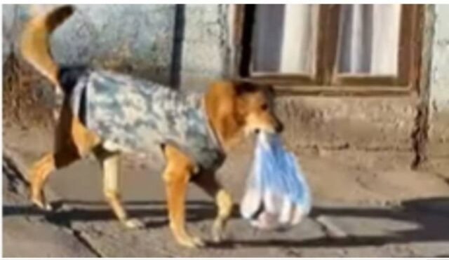 Cucciolo di cane che va a comprare il pane: la sua storia