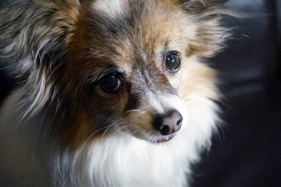 cane papillon piccolo