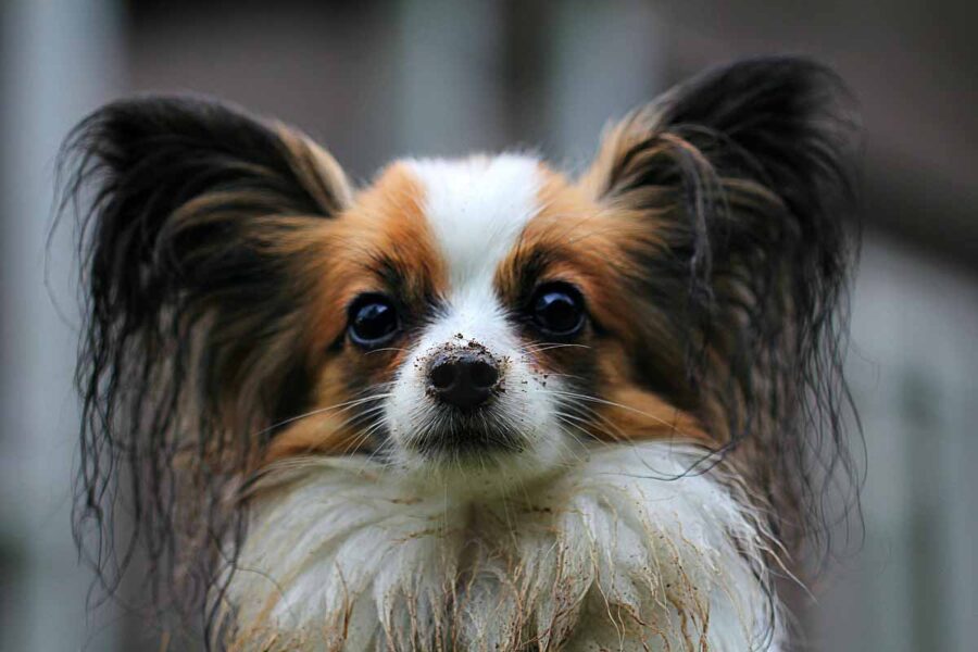 cane papillon riccio