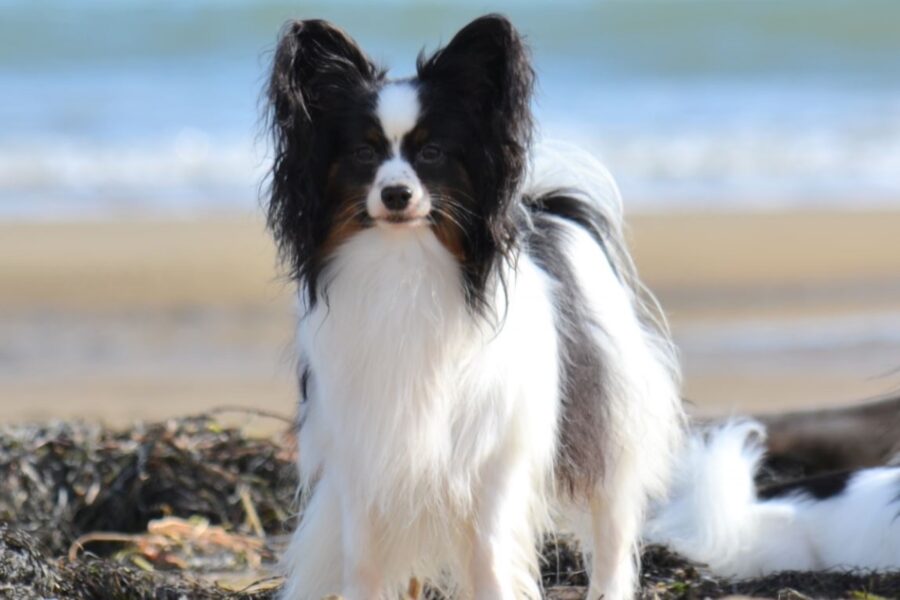 cane al mare