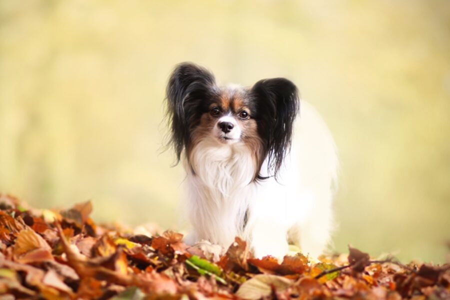 cane su foglie secche