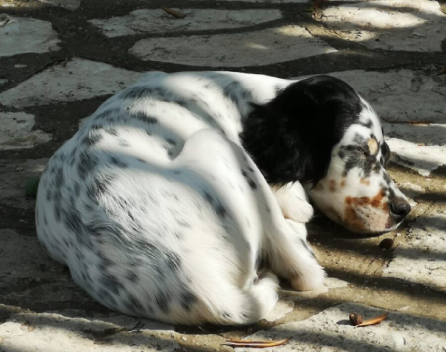 cucciolo setter harlock dorme