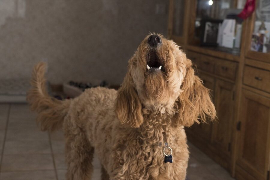 cane che abbaia in casa