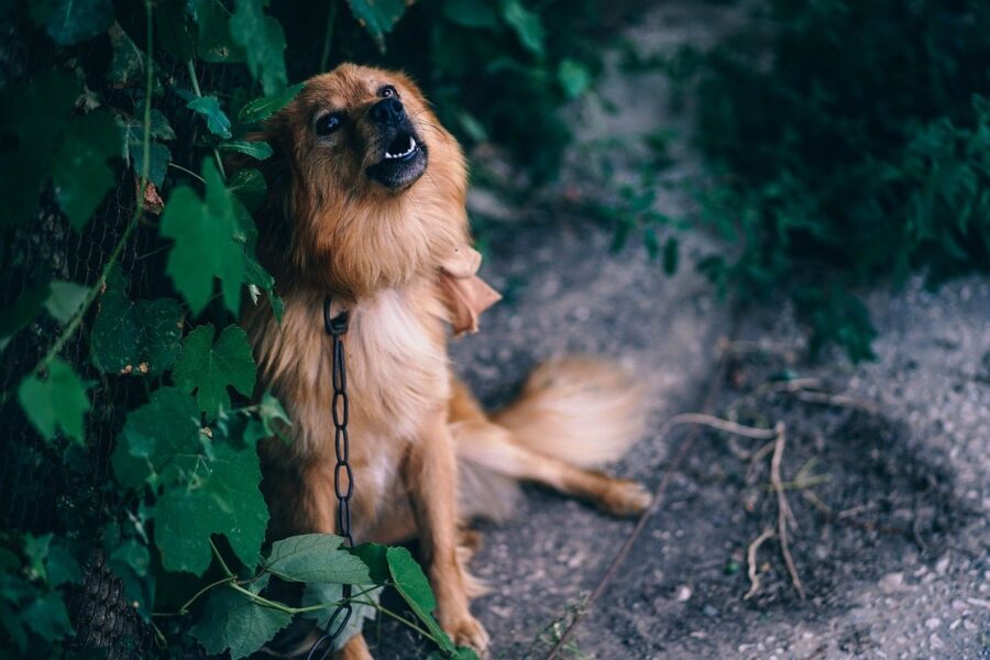 cane in giardino