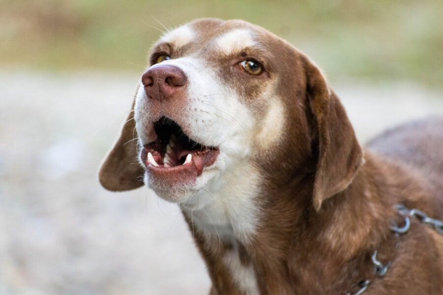 cane anziano che abbaia