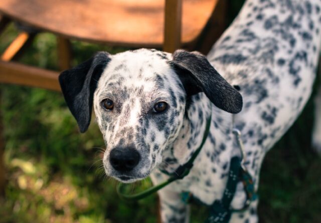 Pescara, cagnolina scappa dalla proprietaria, le ricerche vanno avanti da giorni