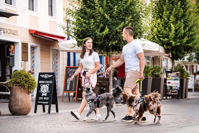 5 pettorine per cani anziani, le migliori per il nostro Fido