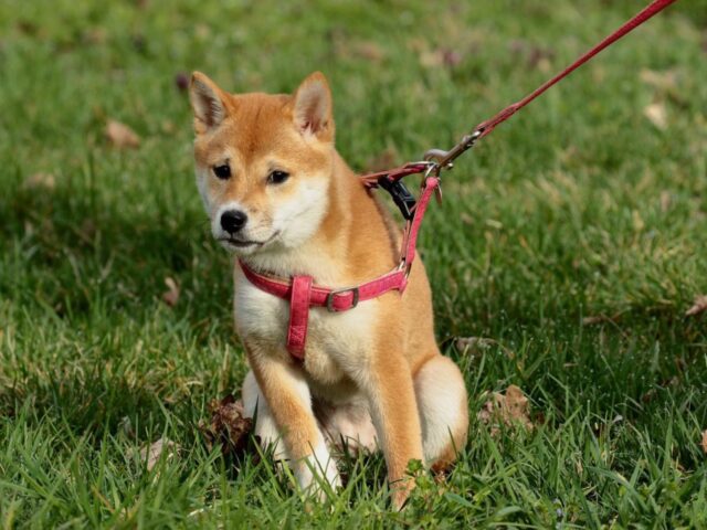 5 pettorine per cuccioli di cane, le migliori per il nostro Fido