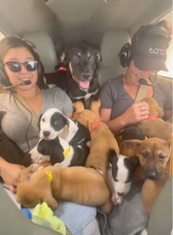 Cuccioli di cane salvati da una donna pilota: la loro avventura