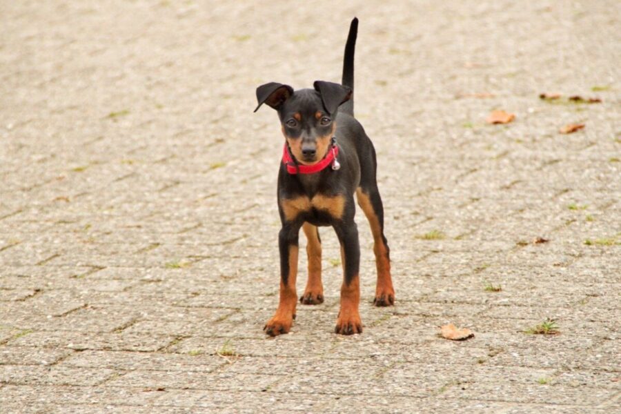 cane con collare rosso