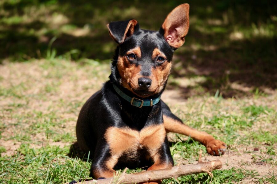 cane si gode all'aria aperta