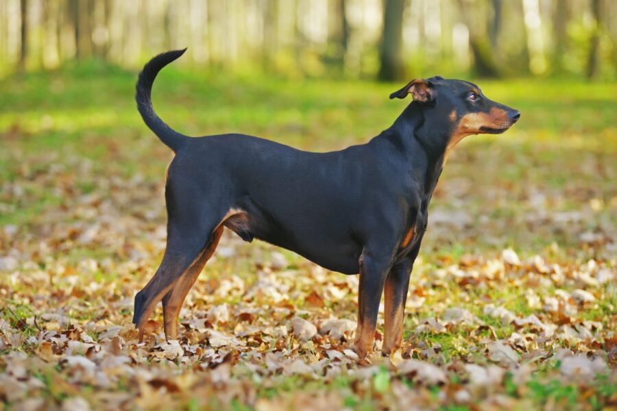 cane nel bosco