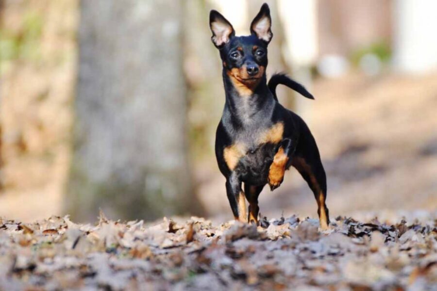 cane con zampa anteriore alzata