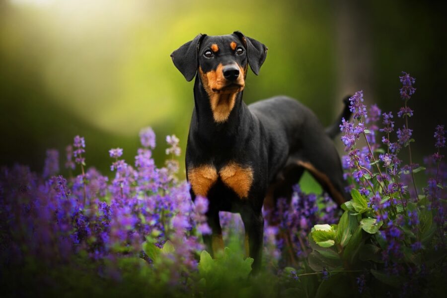 cane tra i fiori