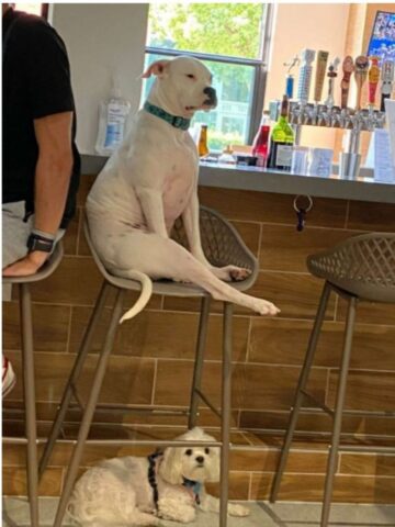 Cucciolo di cane si siede come un umano e guarda tutti con disprezzo