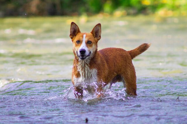 Il salvataggio di un cane che stava affogando in un torrente (VIDEO)