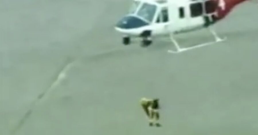 pompiere salva cane con elicottero 