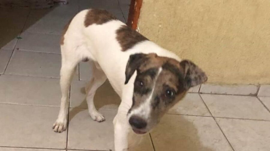 povero cane investito in brasile