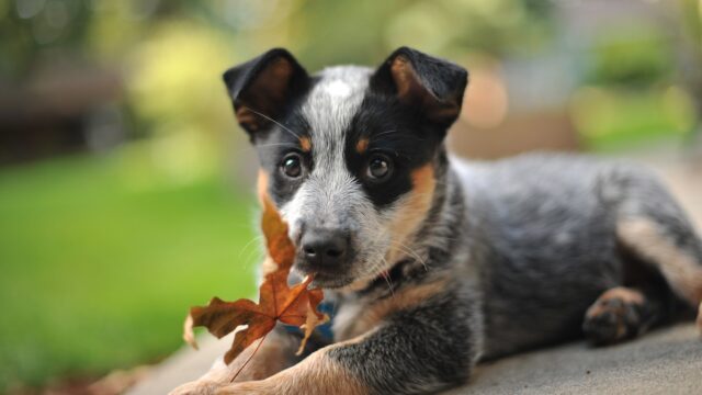 Quindici cuccioli di cane sono stati uccisi in Australia