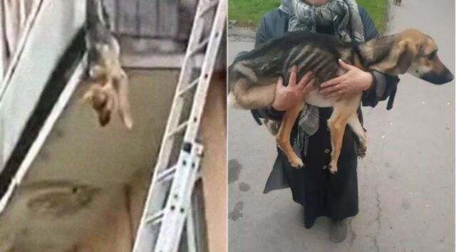 Cucciolo di cane salvato da una situazione disumana
