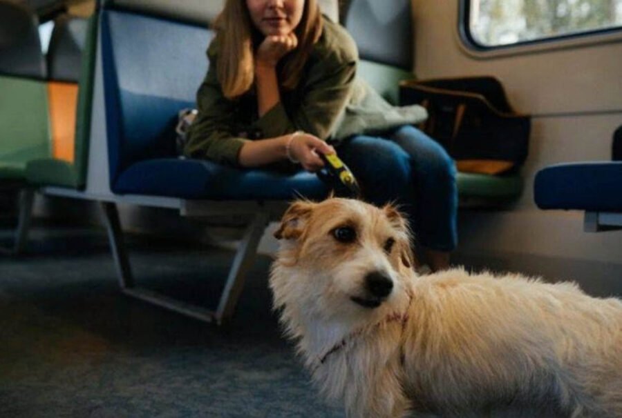 cane e donna in aereo