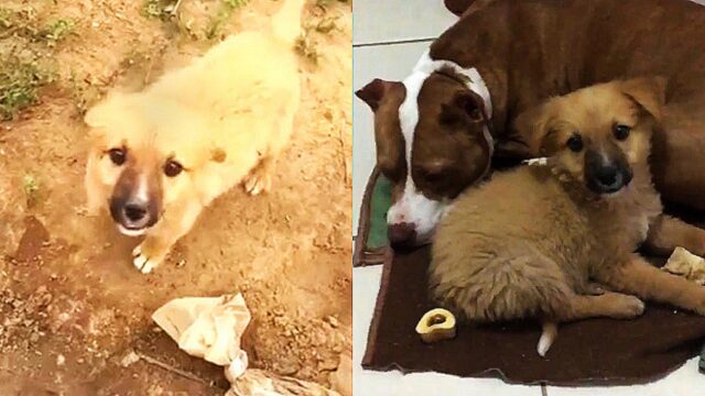 Cagnolino randagio trova  una nuova casa e una sorella pelosa che si prende cura di lui