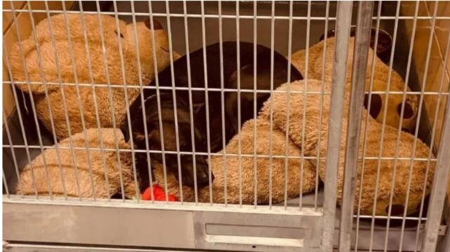 Cucciolo di cane abbraccia sempre il suo peluche dopo l’abbandono