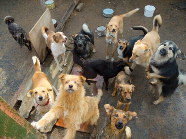 Il rifugio per cuccioli di cane di Taber necessita di donazioni per espandersi