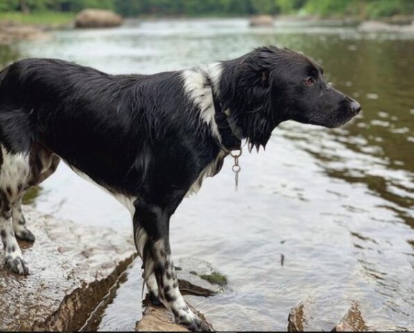 Ringo il cucciolo di cane che ama tantissimo tuffarsi al lago (VIDEO)