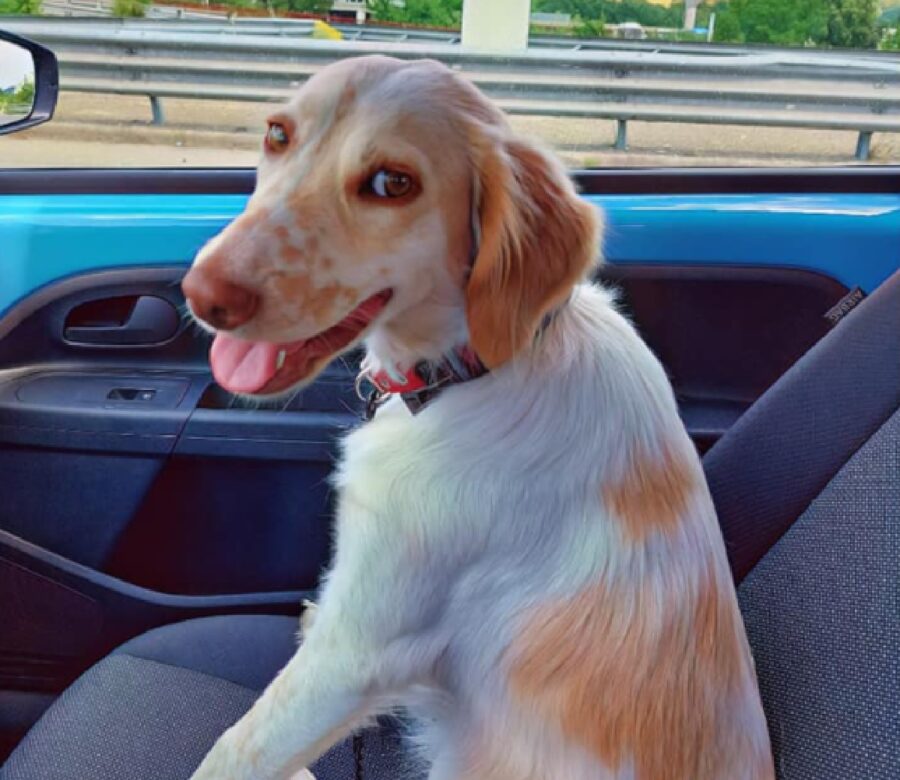 luna cagnolina in auto