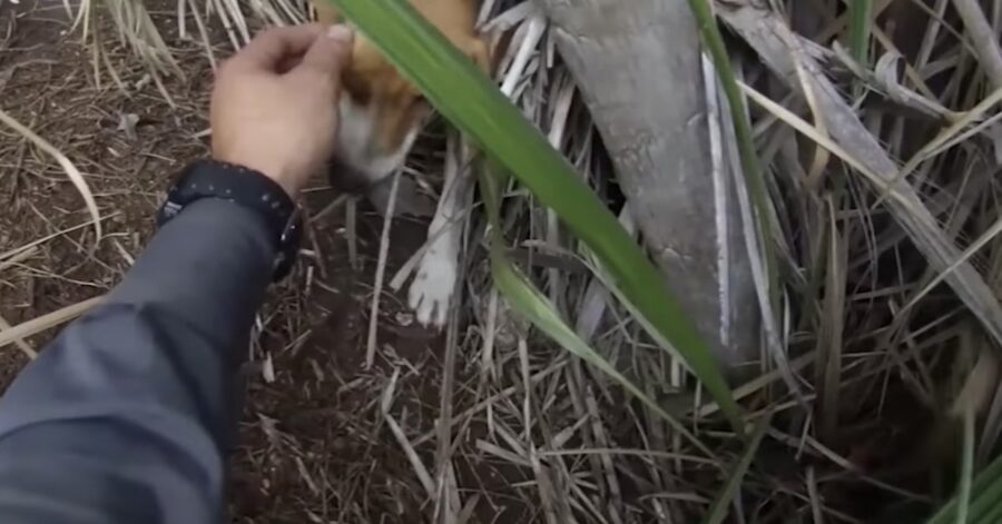 pompieri salvano beagle perso nei boschi