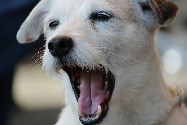 Un cane sospeso nel vuoto viene salvato da un eroico ragazzo (VIDEO)