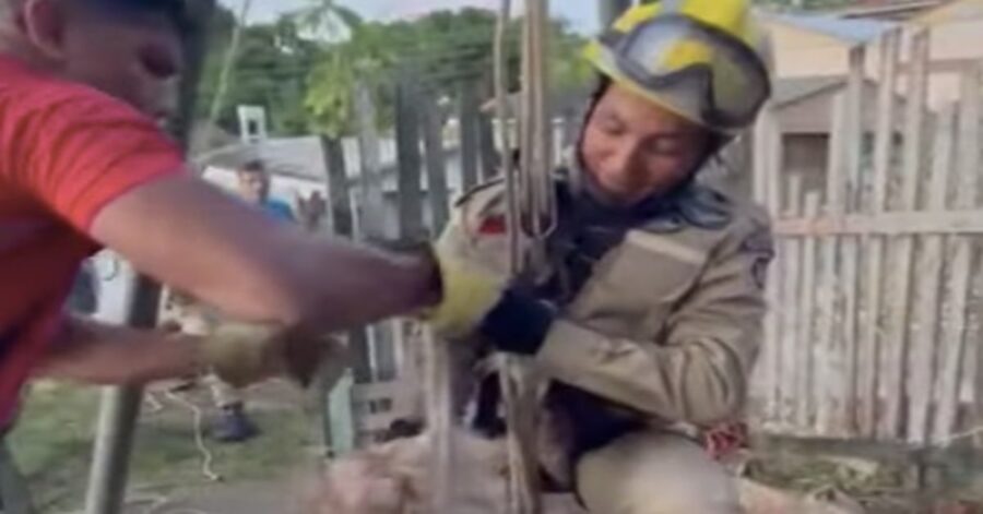 pompieri mentre salvano un cane