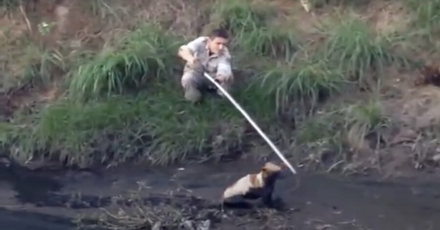 un uomo salva un cane