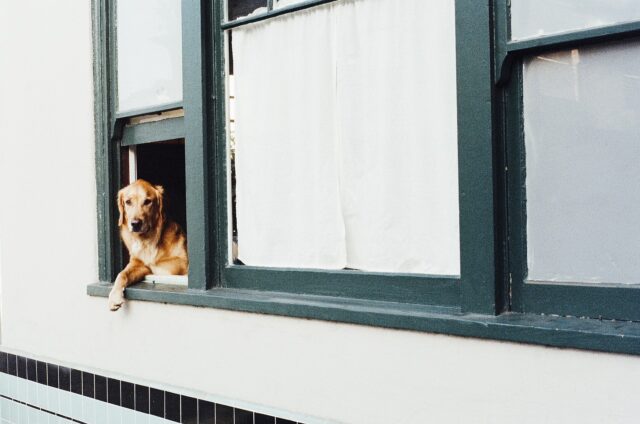 Lisbona: un cane intrappolato fra le grate di una finestra viene salvato dai vigili del fuoco (VIDEO)