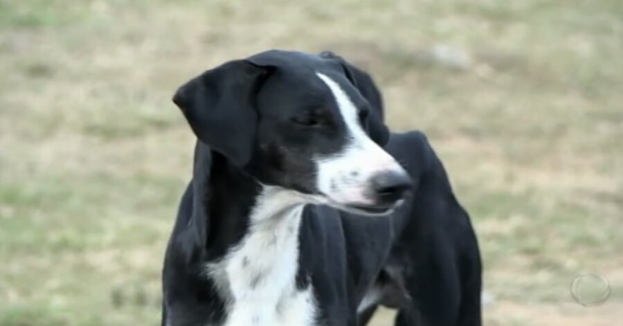 cane salvato dopo esser caduto da una scogliera